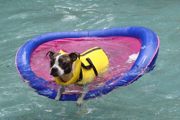 dog swimming in blow up ring in swimming pool