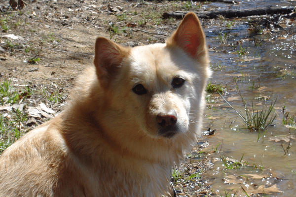 fluffy brown dog sitting by large puddle