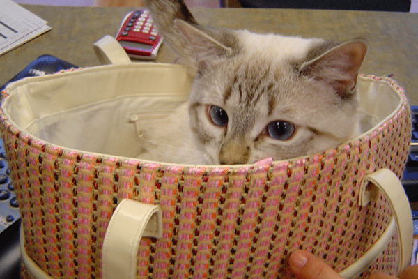 cat hiding in purse