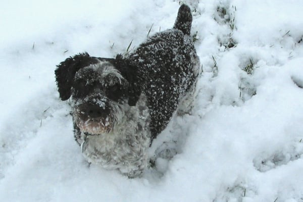 small dog covered with snow