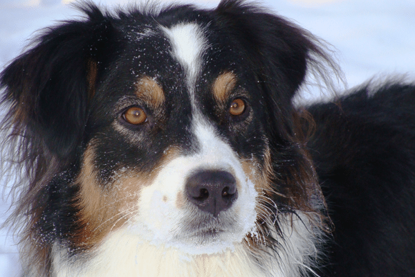 close up of black, white, and brown dog