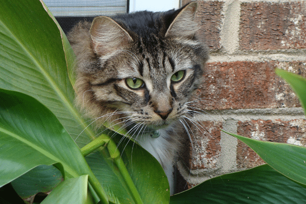 cat hiding behind plant by brick wall