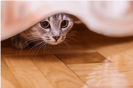 Summer Pet Safety in Matthews: Cat Hiding Under Blanket