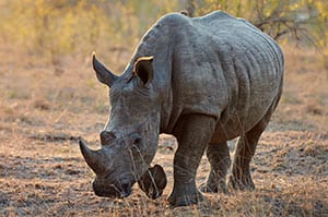 rhino in open land