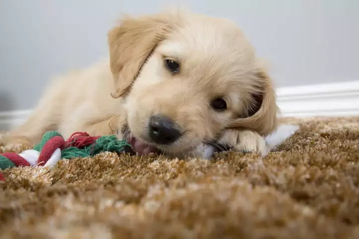 do teething puppies eat less