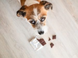 why dogs cant eat chocolate