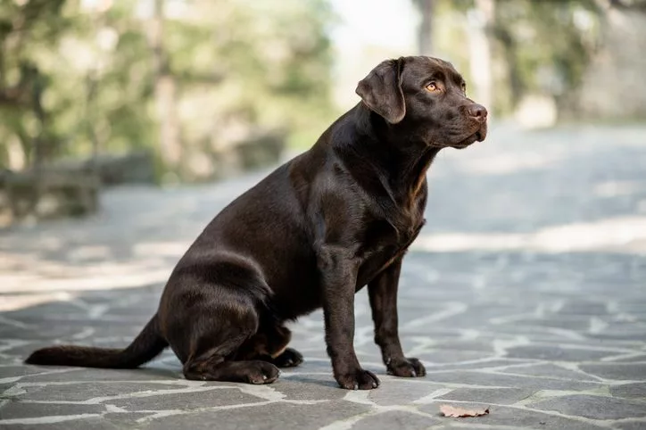 Falde sammen Størrelse bang Dog Scooting Butt: 6 Reasons for This Behavior | Caring Hearts Animal  Hospital