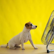 How Hot is Too Hot for a Dog? Tips to Keep Your Pup Cool This Summer