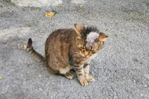 cat balding matthews nc