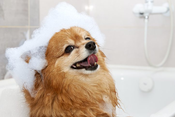 when can i bathe my pomeranian puppy