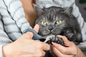 how to trim your cat's nails at home matthews nc