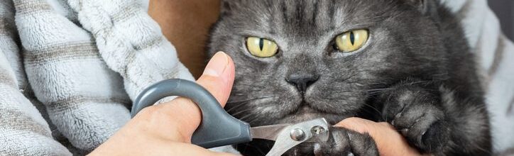 How to Trim Your Cat’s Nails at Home
