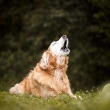 Six Reasons Why Your Dog is Barking and How to Help Them
