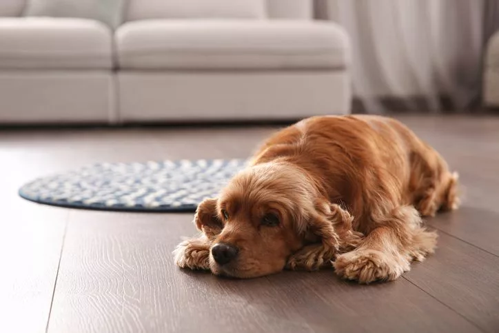 Why do dogs scratch clearance the bed before lying down