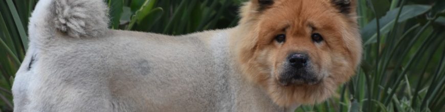 Should I Shave My Long-Haired Dog?