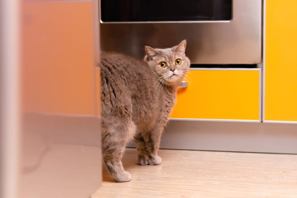 When a Cat Sprays is It Urine: Understanding Feline Behavior Explained