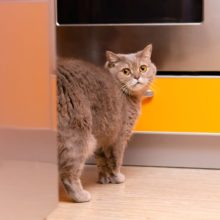 Cat Spray vs Cat Pee: What’s the Difference and How to Stop Cats From Spraying in the House