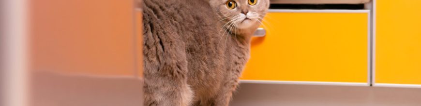 Cat Spray vs Cat Pee: What’s the Difference and How to Stop Cats From Spraying in the House