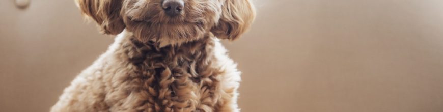 Knuckling in Puppies: Why Your Puppy Drags Their Paws and How To Stop It