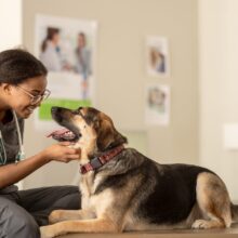 Your Guide to Finding the Best Vet Care Near You