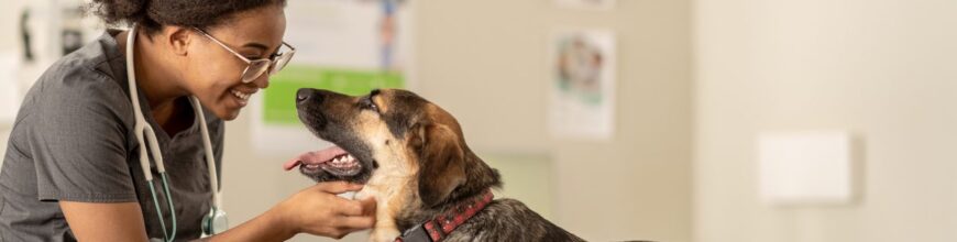 Your Guide to Finding the Best Vet Care Near You