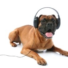 Does Music Help Dog Separation Anxiety?