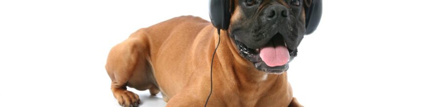Does Music Help Dog Separation Anxiety?