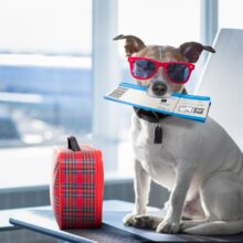 Tips for Planning a Fun and Safe Trip with Your Pet