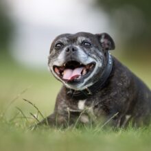 The Importance of Regular Blood Tests for Senior Dogs