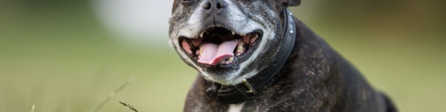 The Importance of Regular Blood Tests for Senior Dogs