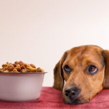 When Your Dog Won’t Eat: Understanding Loss of Appetite in Dogs