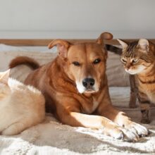 Cats and Dogs Living Together: A Guide to Introducing Your Pets
