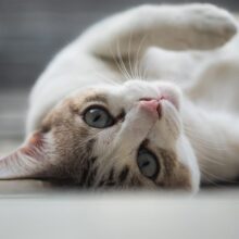Feline Health: Preventing and Managing Common Cat Diseases