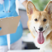 Preventive Care in Pet Wellness: Why Regular Check-ups are Vital