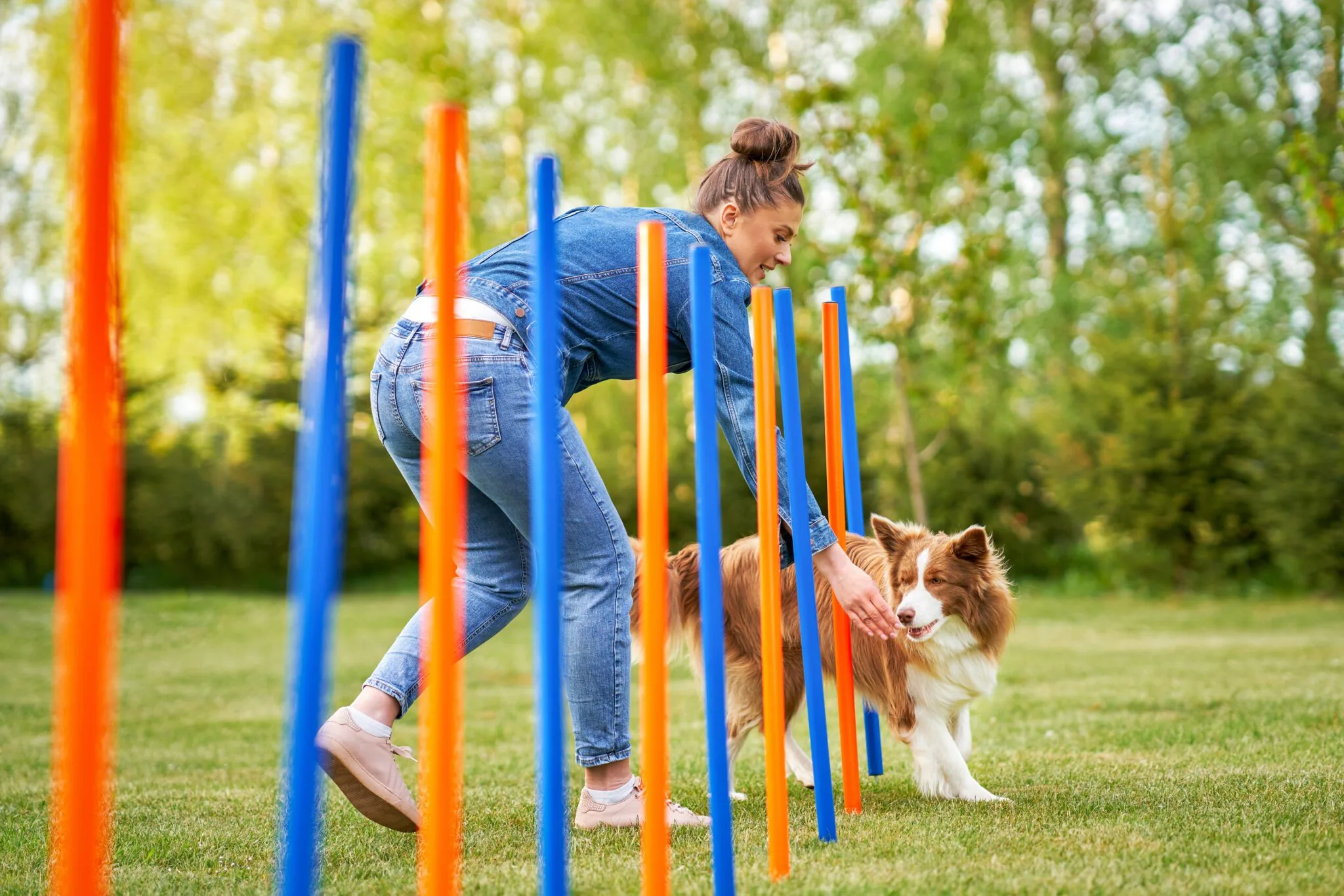 Dog Agility Training