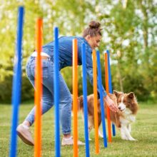 A Guide to Dog Agility Training for a Happy and Active Pup