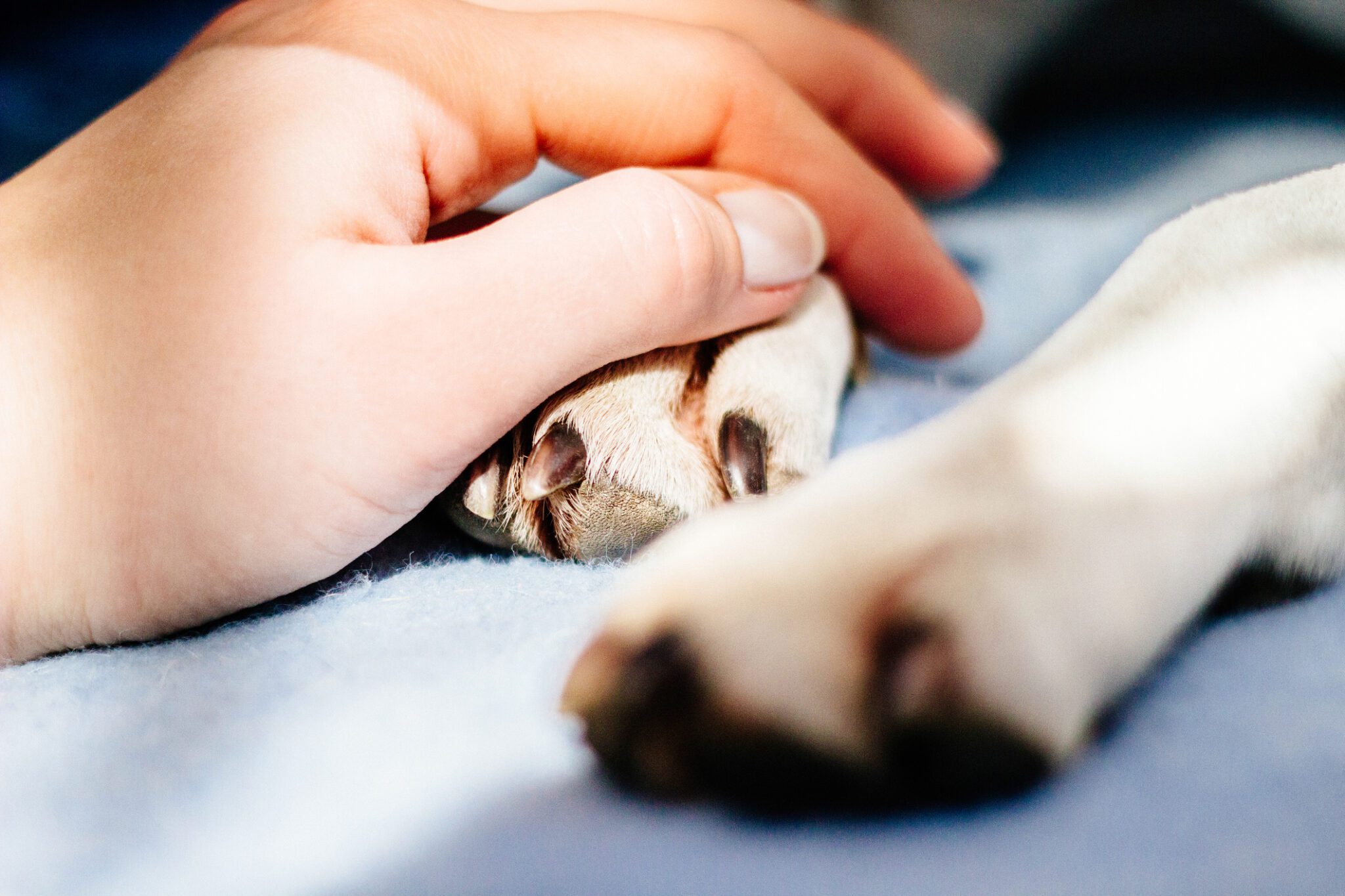 Spay And Neuter