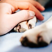 Preventing Pet Overpopulation: The Crucial Role of Spay and Neuter