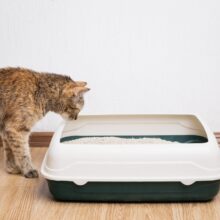 Cat Peeing Outside Litter Box: Causes and Solutions