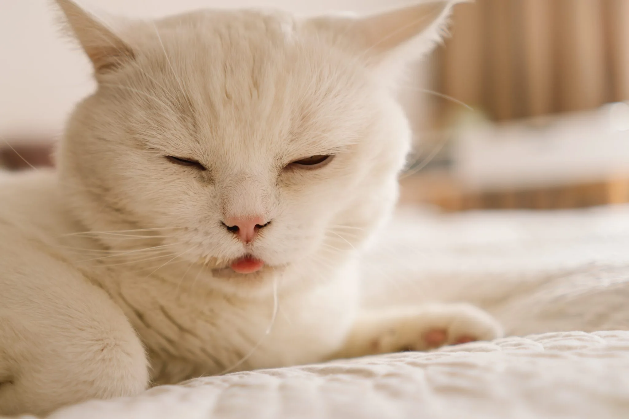 Drooling in Cats: Causes, Concerns, & When to Seek Care | Caring Hearts ...