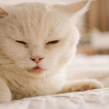 Drooling in Cats: Causes, Concerns, and When to Seek Veterinary Care