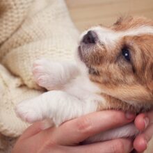 The Developmental Stages of a Puppy: What to Expect Month by Month