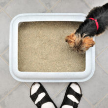 Why Do Dogs Eat Cat Poop? Canine Behavior Explained