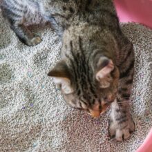 Cat Playing in Litter Box: Causes and Solutions