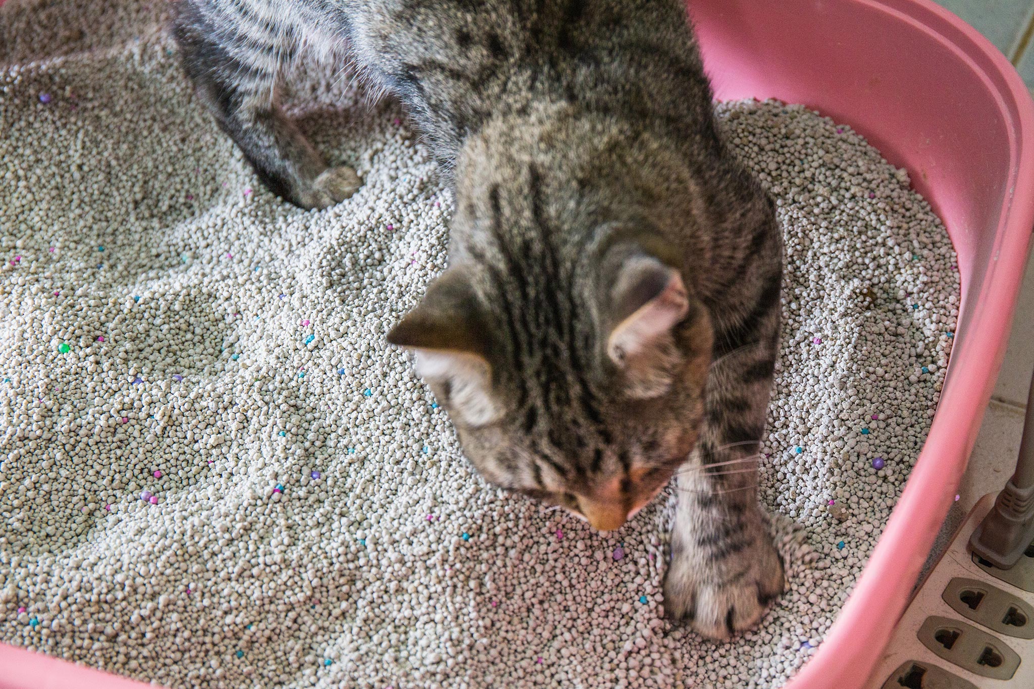 cat playing in litter box in matthews nc