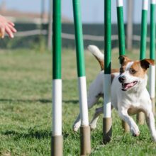 Agility Training 101: Preparing Your Dog for the Course