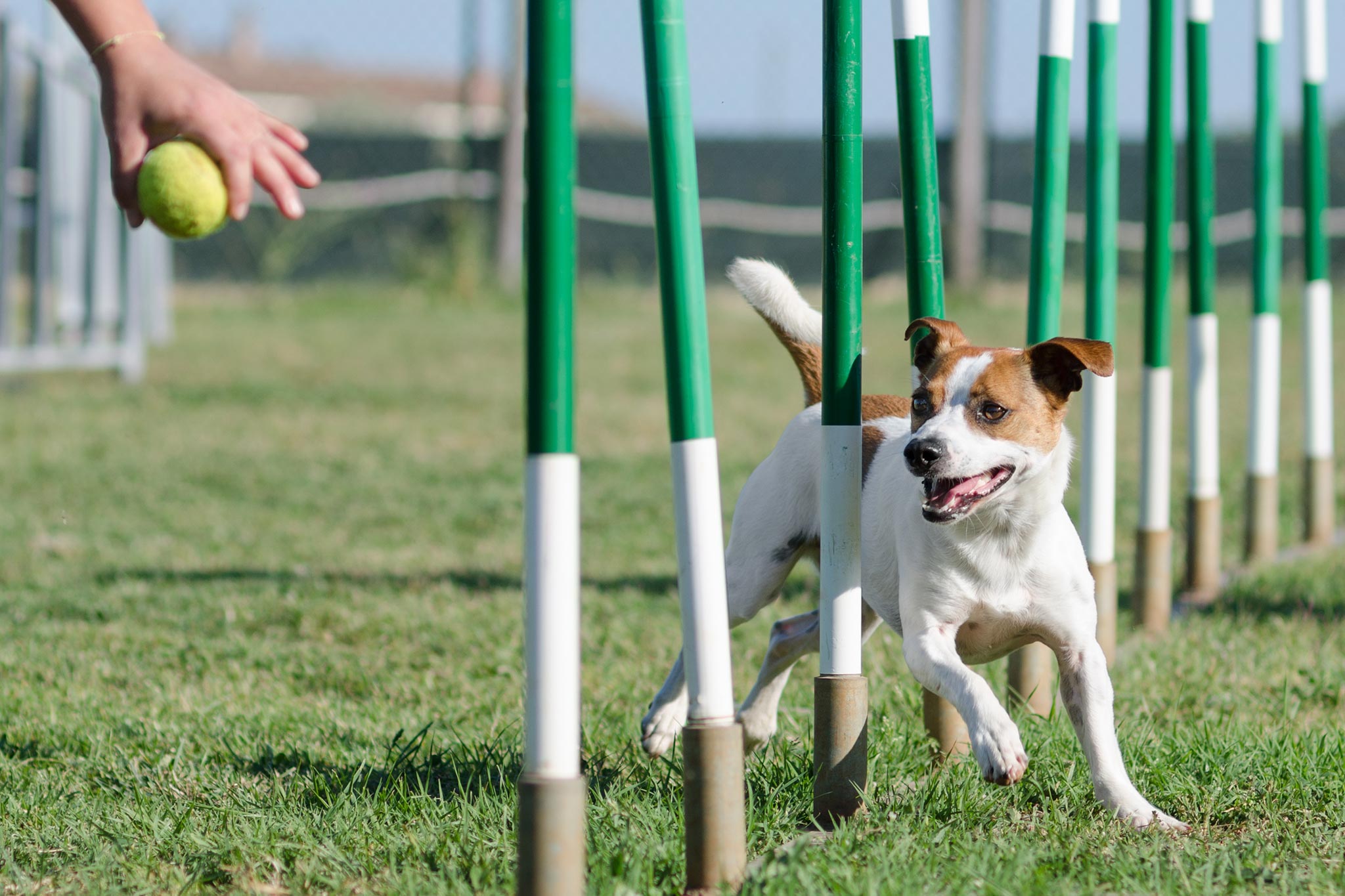 dog agility training in matthews nc