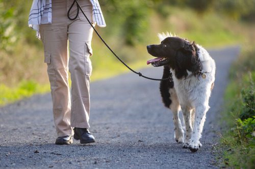 leashed-dog-walking-by-owner's-side-on-outdoor-trail