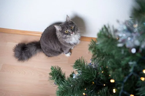 blue-tabby-white-maine-coon-cat-looking-up-at-christmas-tree-curiously