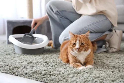 orange-cat-laying-on-carpet-with-owner-cleaning-litterbox-behind-it